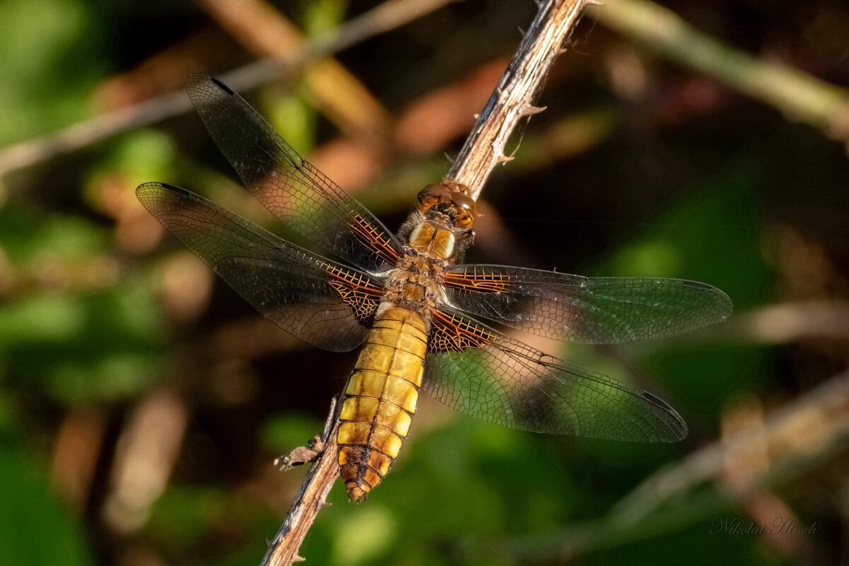 Стрекоза плоская... - Николай Гирш