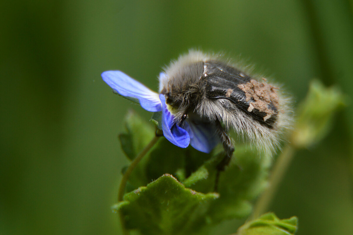 Бронзовка мохнатая - Надежда Куркина Бронзовка мохнатая - Надежда Куркина