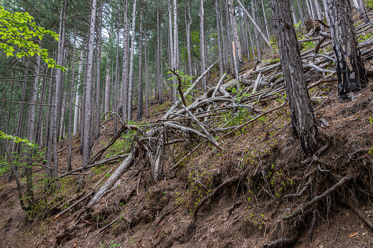 На буреломе - Юрий Яловенко
