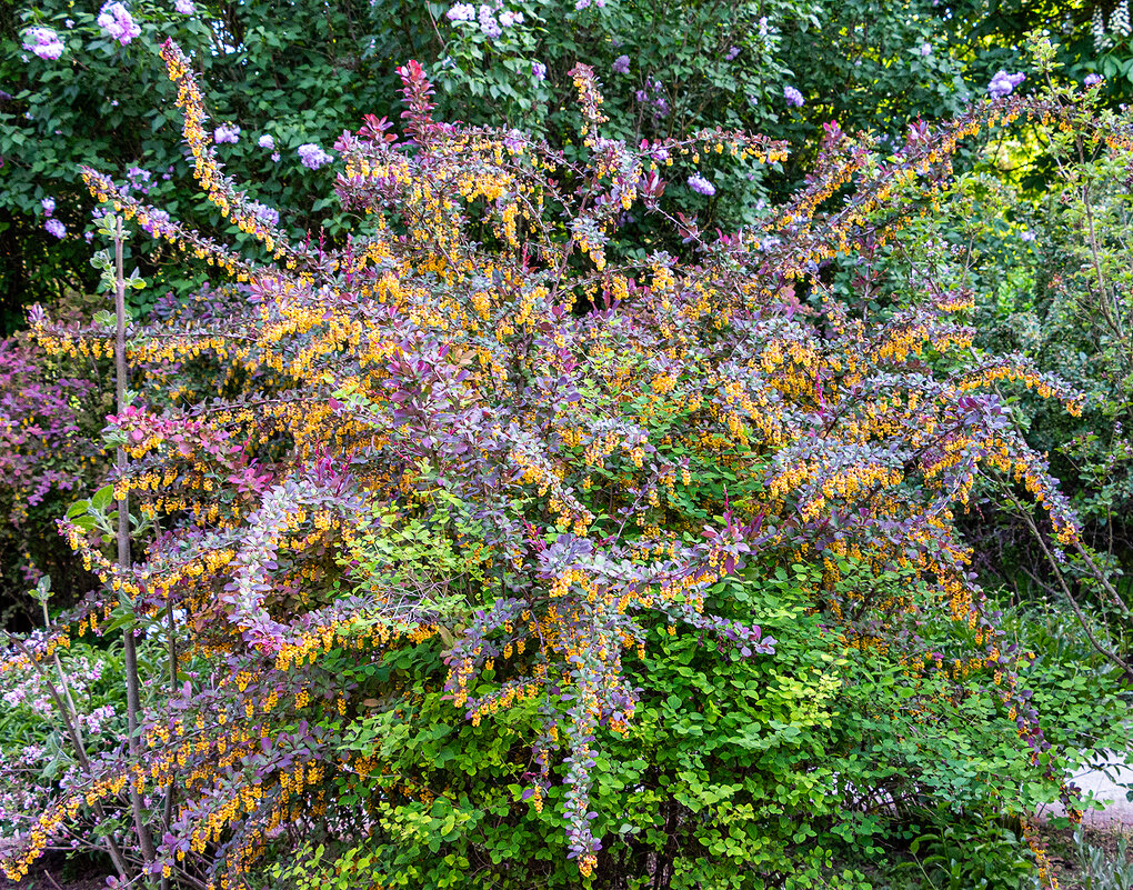 Барбарис - Юрий Яловенко