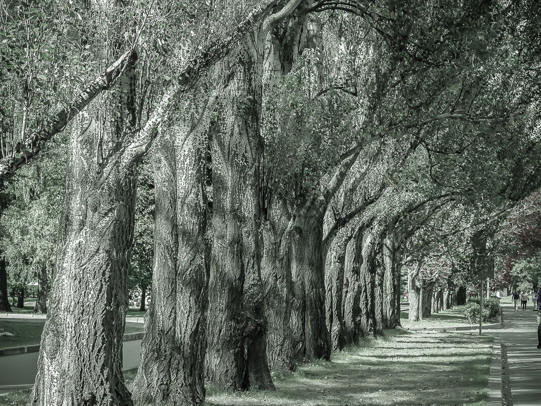 Аллея - Наталья Rosenwasser