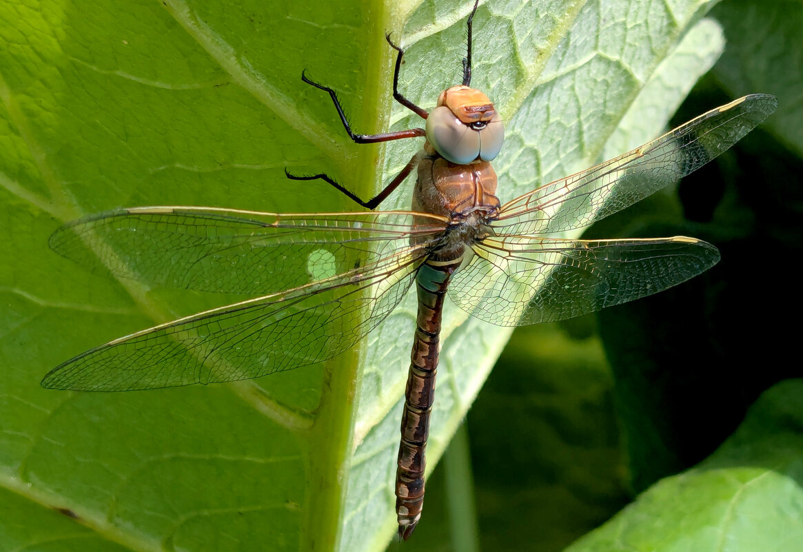 из вчерашней съемки  5 - Александр Прокудин