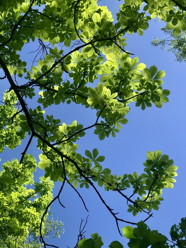 Каштановая ветвь - Любовь 