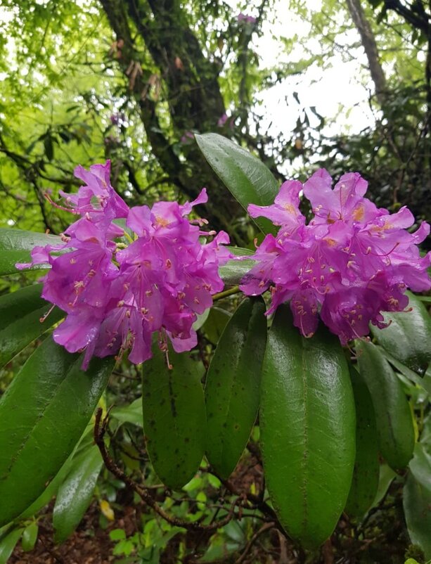 РОДОДЕНДРОН - Tata Wolf РОДОДЕНДРОН - Tata Wolf