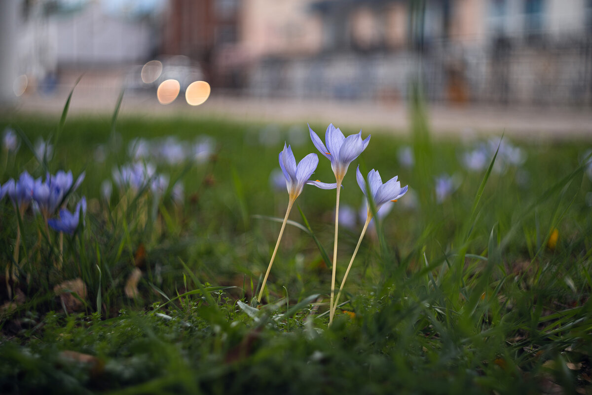 В последние хмурые дни придорожных крокусов. - Анатолий Щербак В последние хмурые дни придорожных крокусов. - Анатолий Щербак