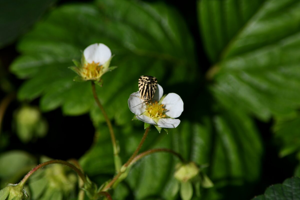 Любитель клубнички)) - Татьяна Евдокимова