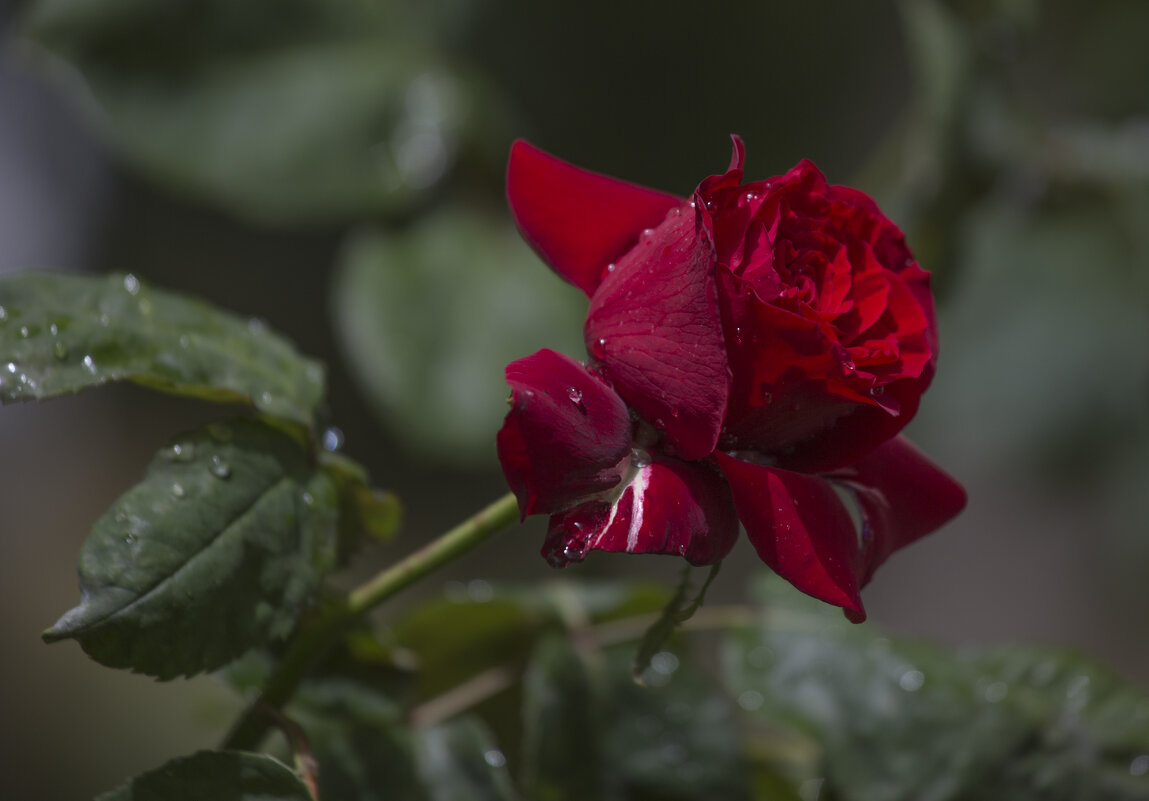 Умытая дождём - Светлана Тихонина