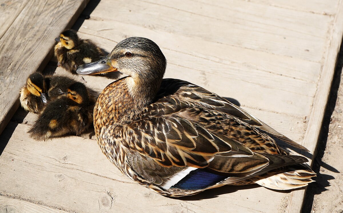 На солнышке - Татьяна Тюменка