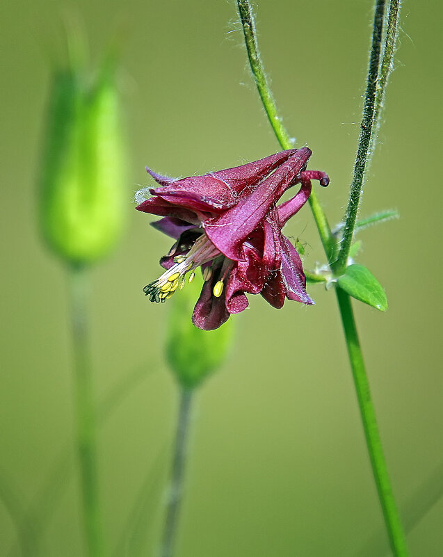 ***** - Андроник Александр 