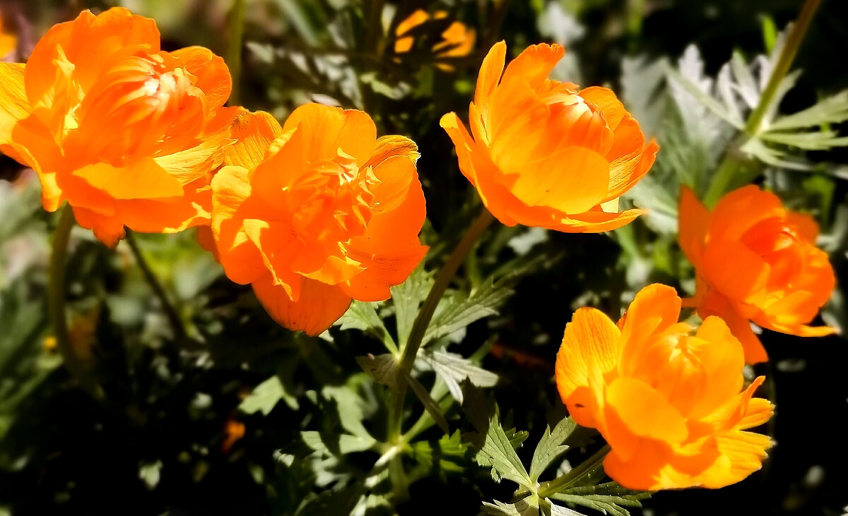 Цветы солнечного лета. - юрий Амосов Цветы солнечного лета. - юрий Амосов