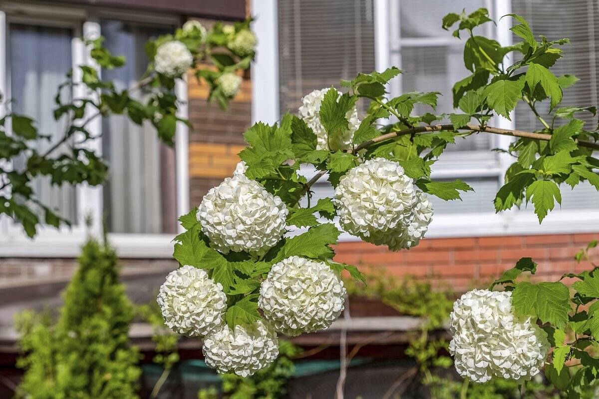 Французская калина - Валерий Иванович