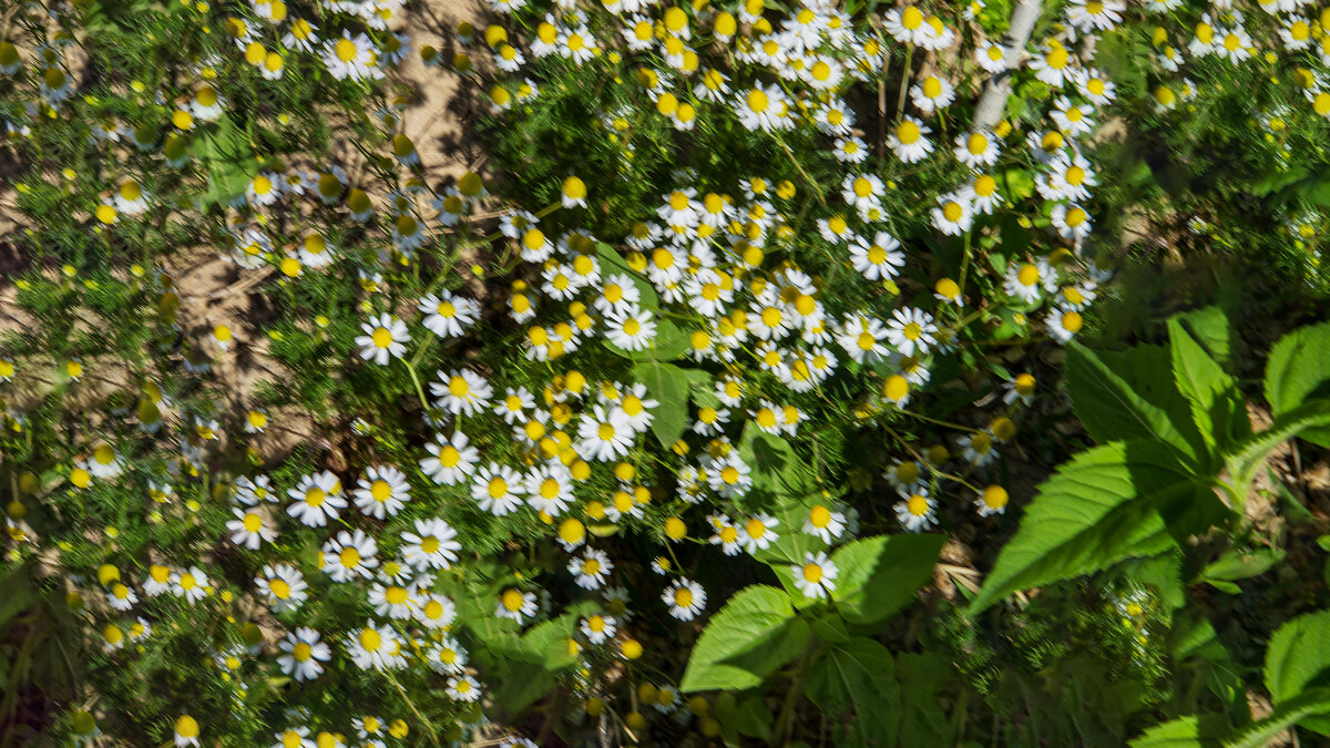 Лужайка - Анатолий Чикчирный