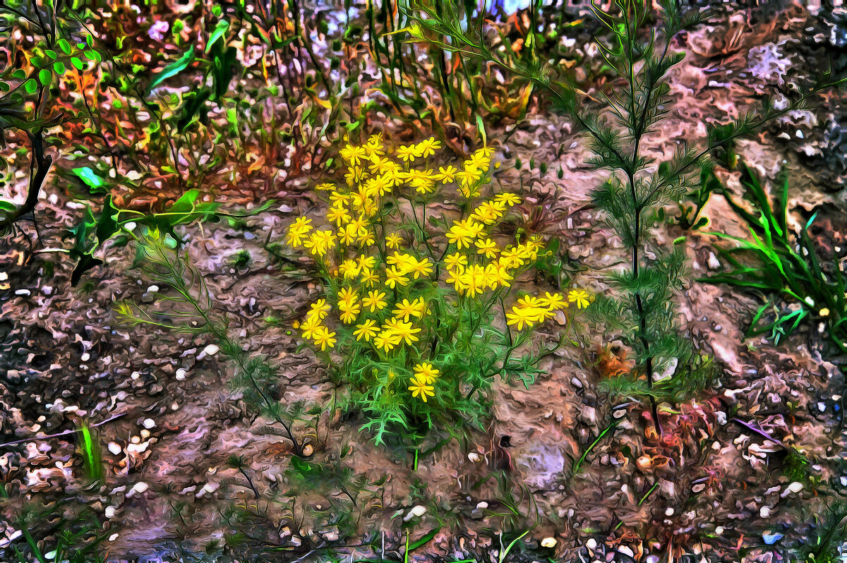 Жёлтые - Анатолий Чикчирный