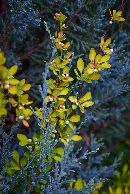 Ветки кустарника - Владимир Кроливец