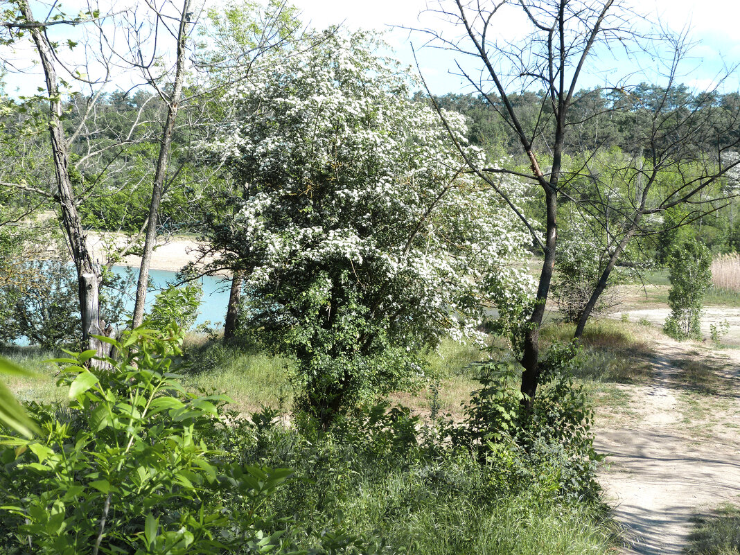 Куст боярышника - Валентин Семчишин