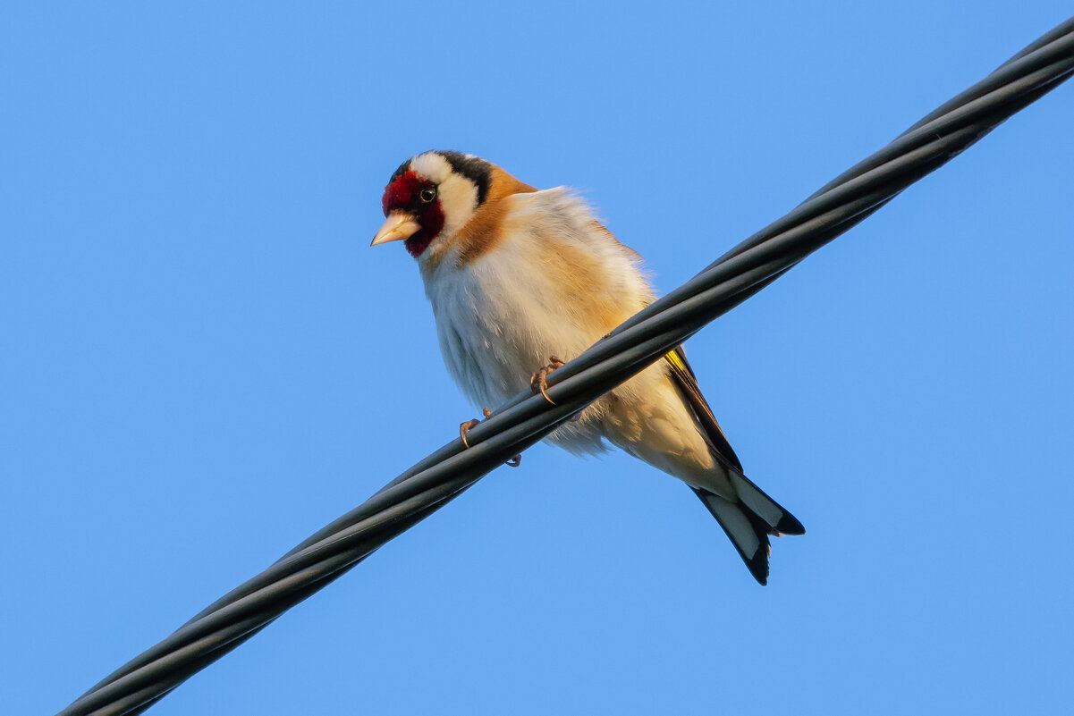 ***** - Виталий Емельянов