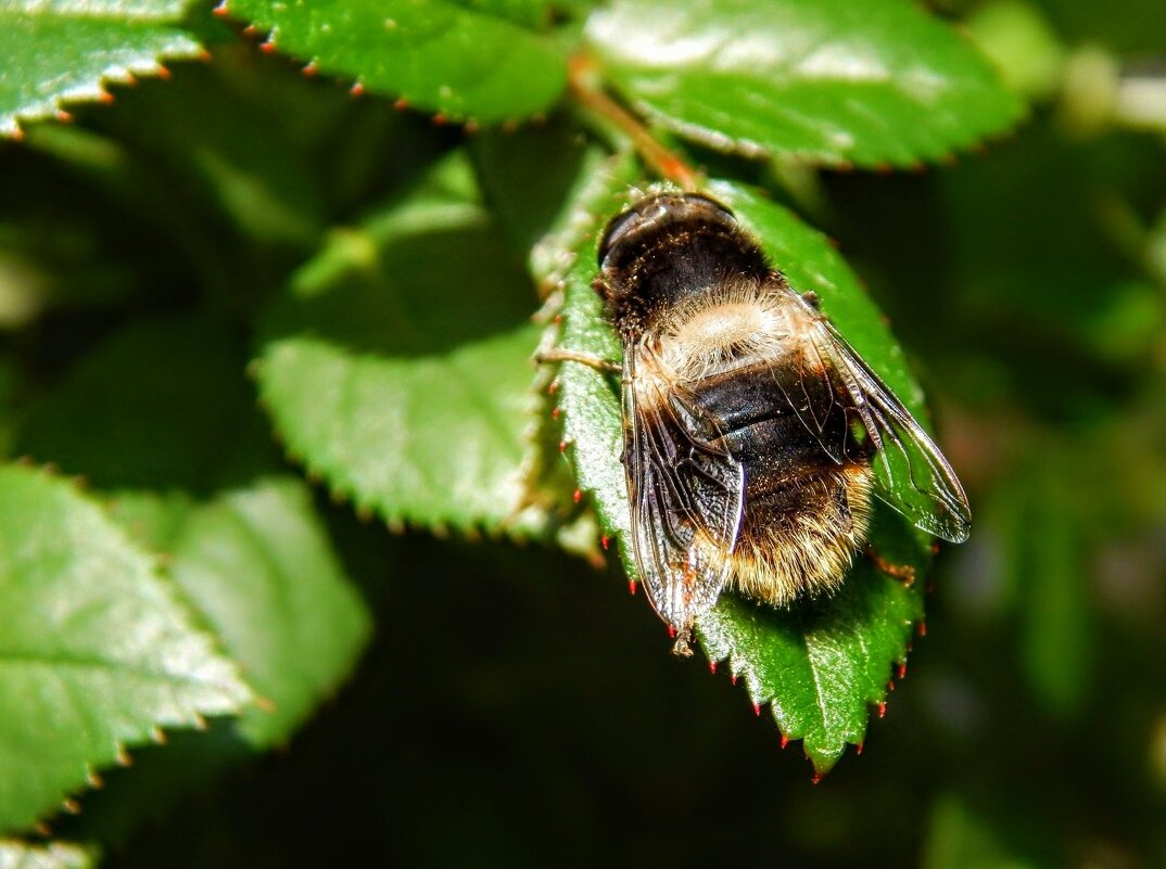 Спящая шмелевидка на розе! - Елена Хайдукова  ( Elena Fly )