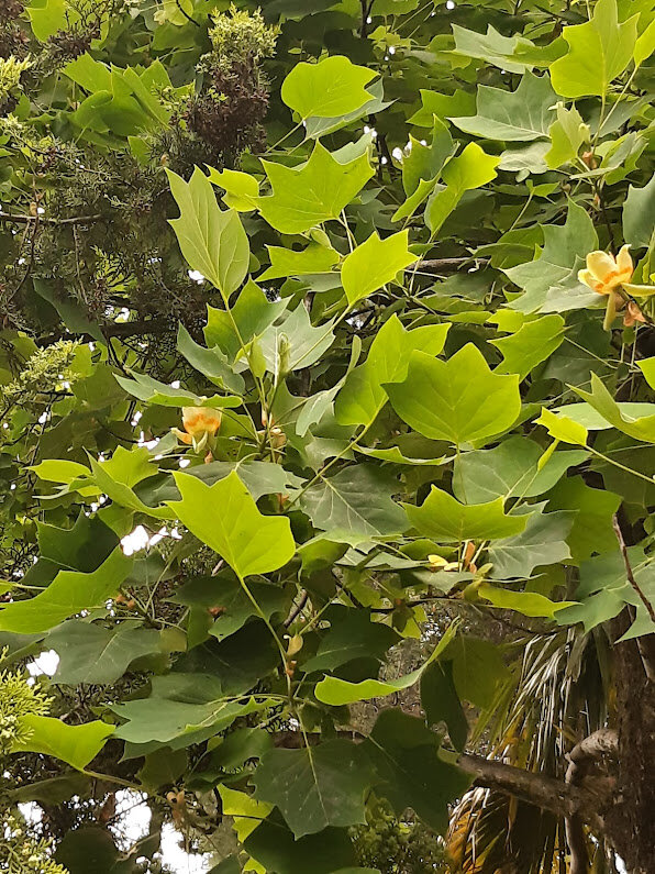 ТЮЛЬПАНОВОЕ ДЕРЕВО - Tata Wolf