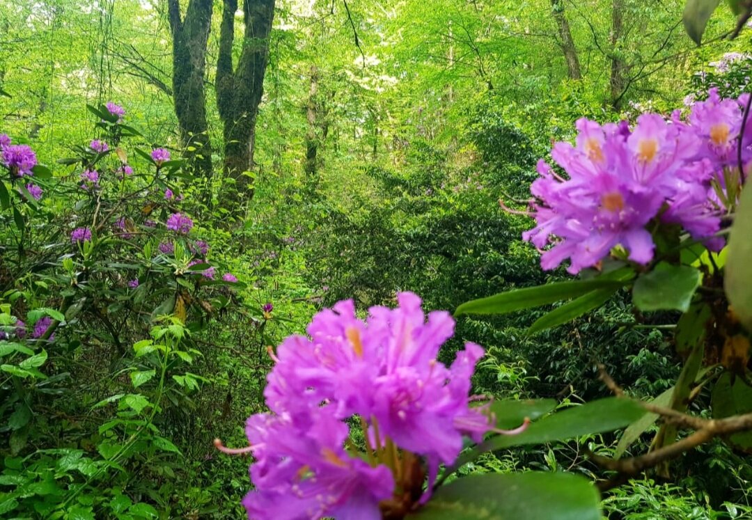 РОДОДЕНДРОН - Tata Wolf