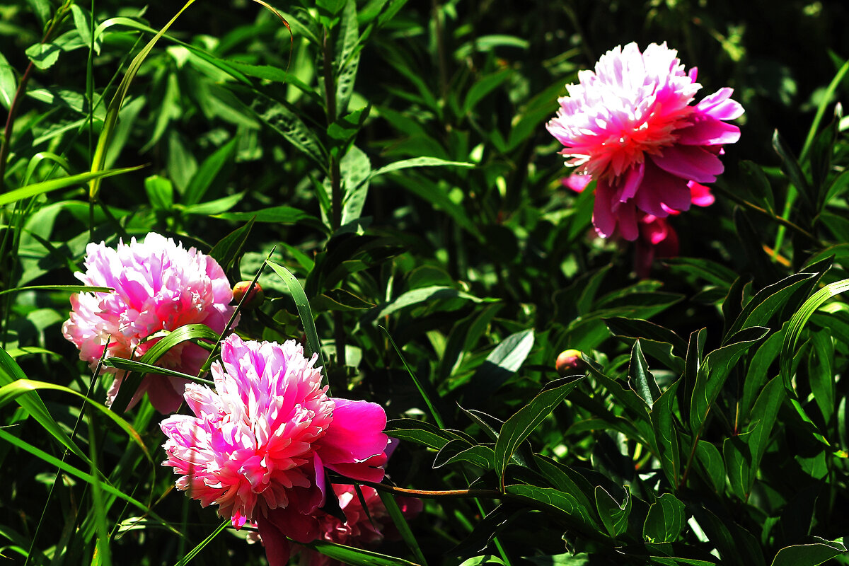 Пионы - Юрий Гайворонскiий