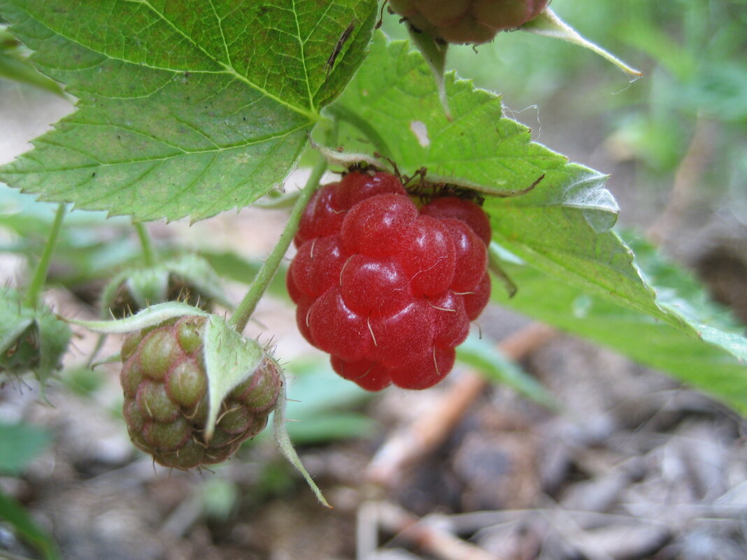 Малина - Anna Ivanova Малина - Anna Ivanova