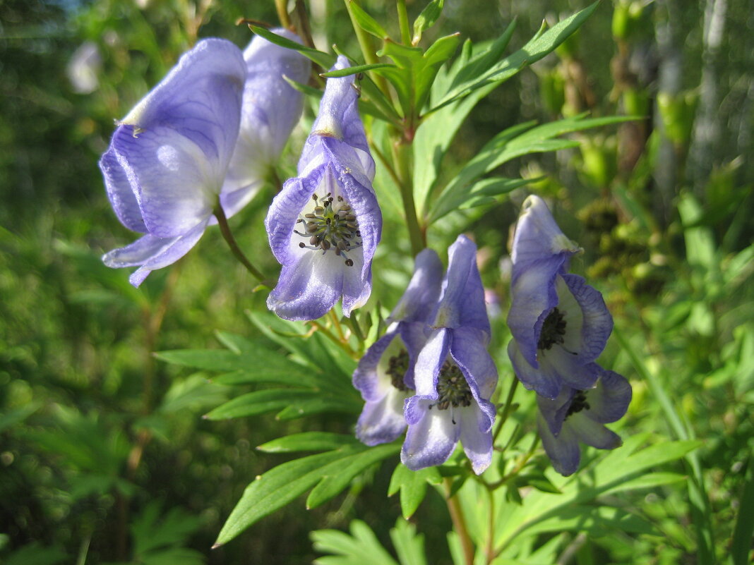 Аконит - Anna Ivanova