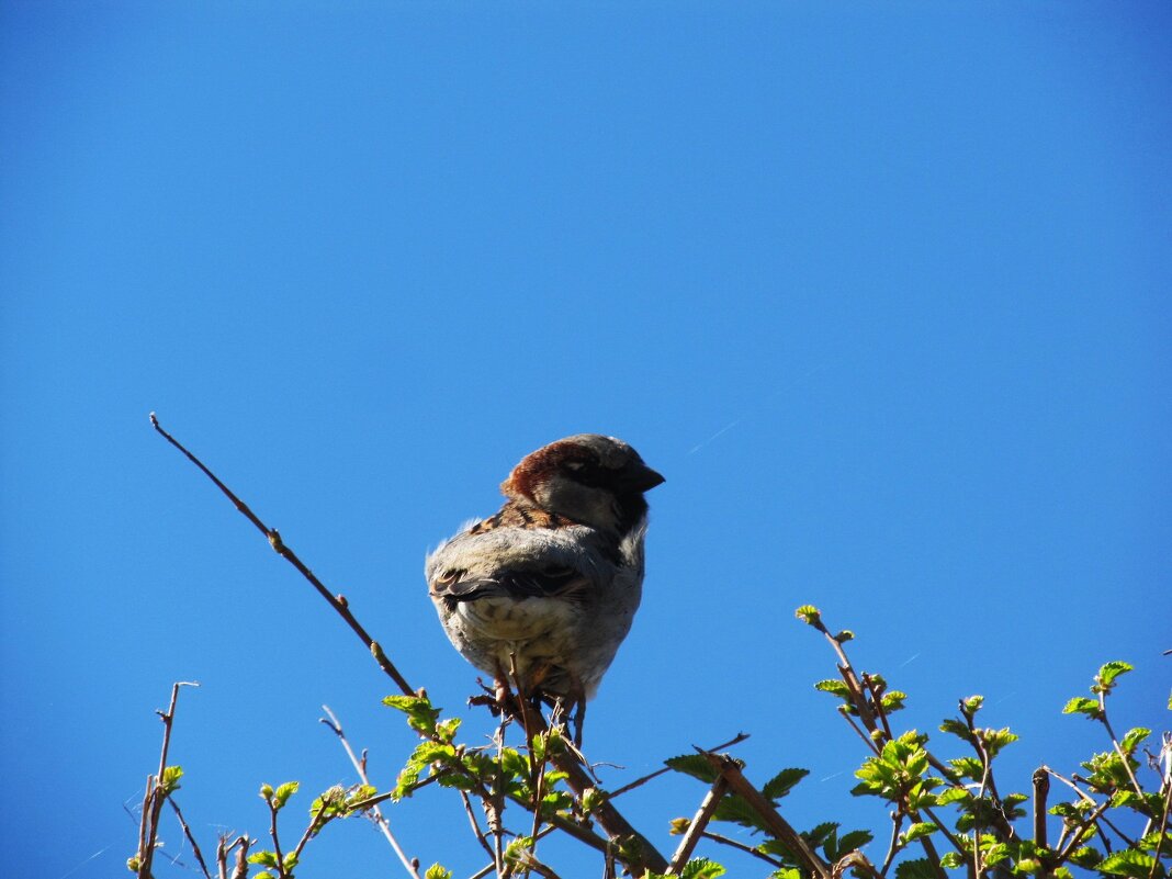 вариации на тему - Елена Шаламова