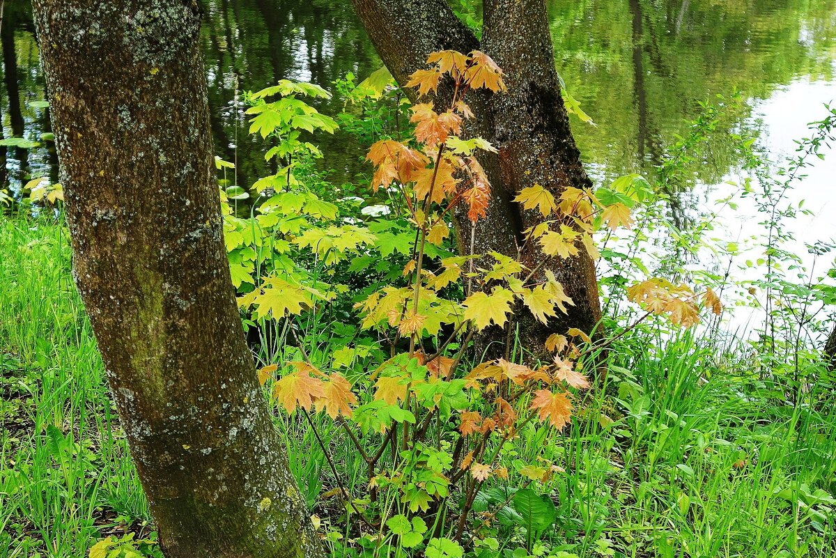 Клён ложнозибольдов - Рита Симонова Клён ложнозибольдов - Рита Симонова