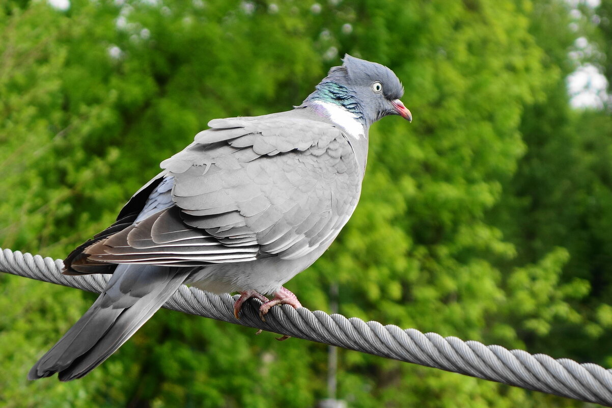 Вяхирь - Рита Симонова Вяхирь - Рита Симонова