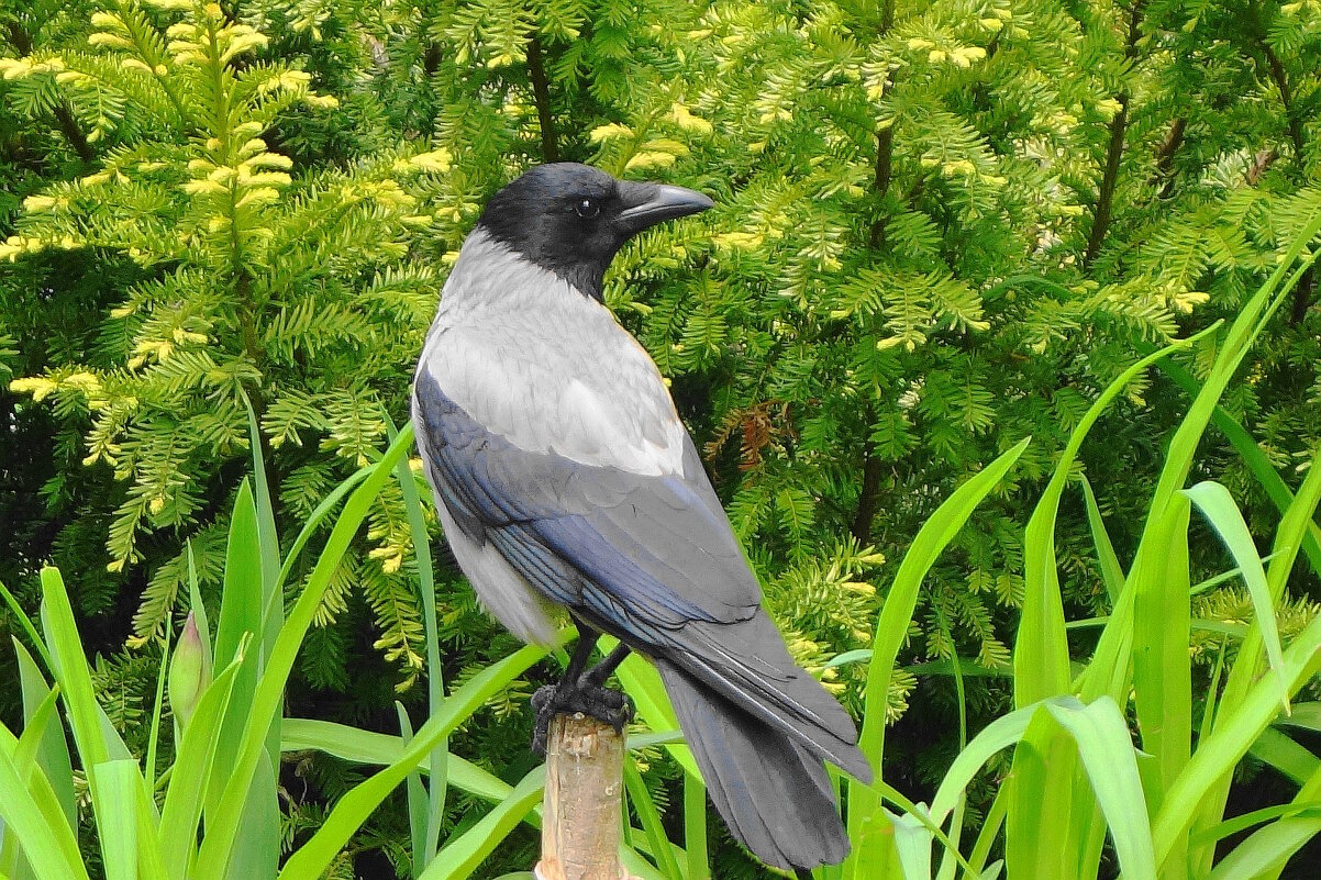 Серая ворона - Рита Симонова Серая ворона - Рита Симонова