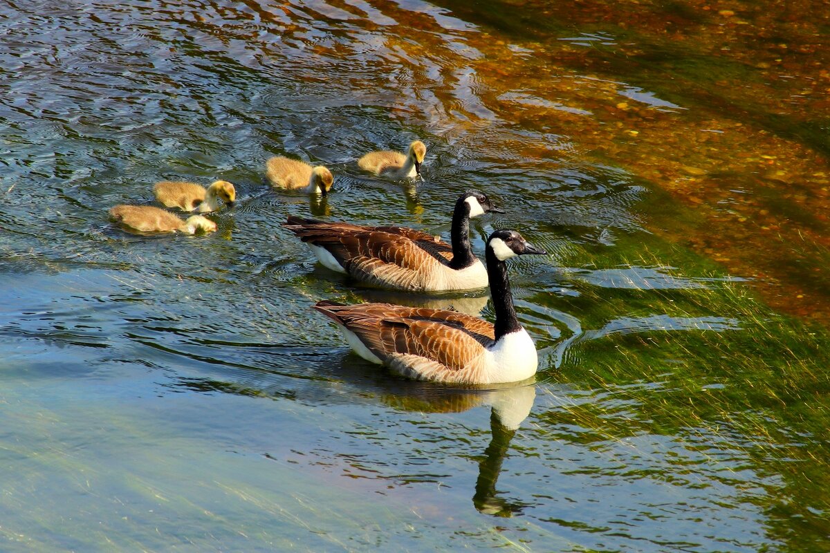 Семья - Юрий. Шмаков Семья - Юрий. Шмаков