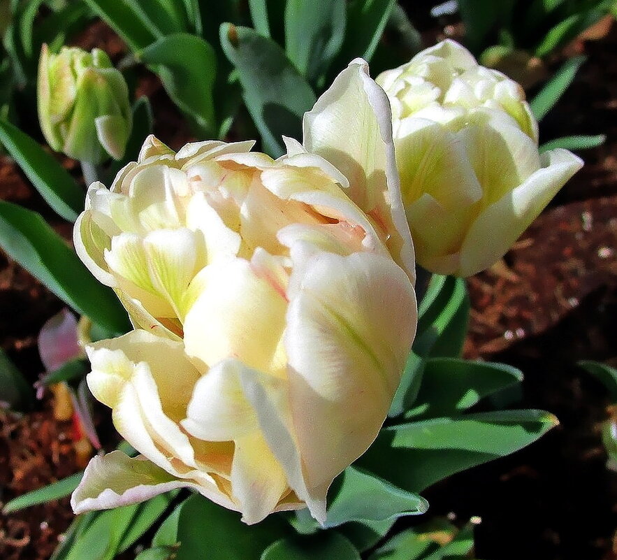 Тюльпаны - это дивные цветы... - Ольга Довженко