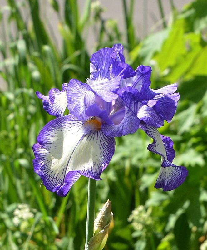 Ирис синий - Oleg4618 Шутченко Ирис синий - Oleg4618 Шутченко