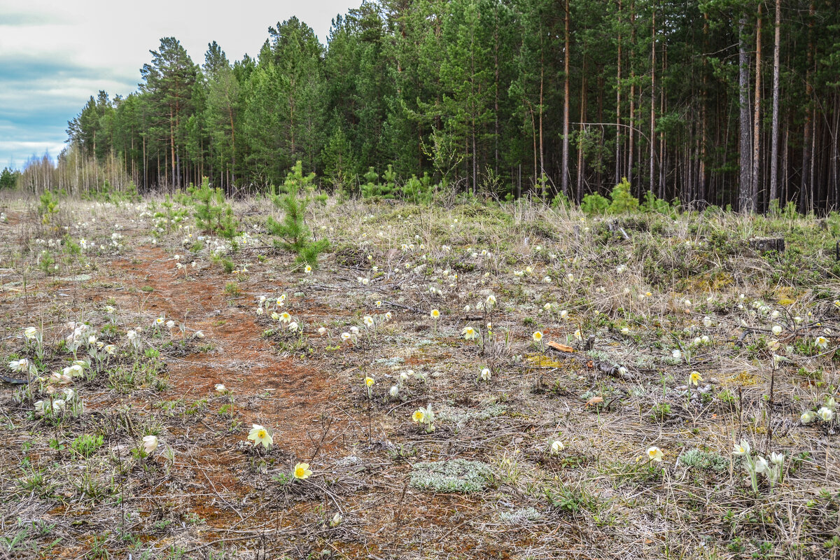 цветут первоцветы - сергей цветут первоцветы - сергей