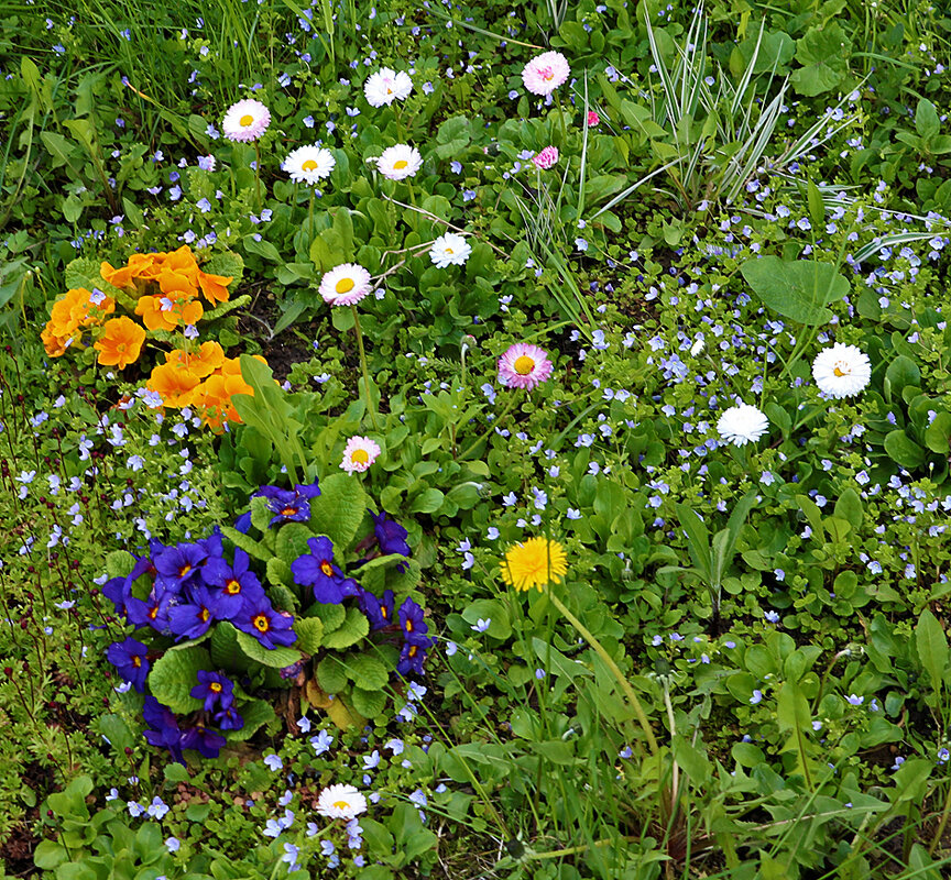 РазноЦветная полянка - Светлана 