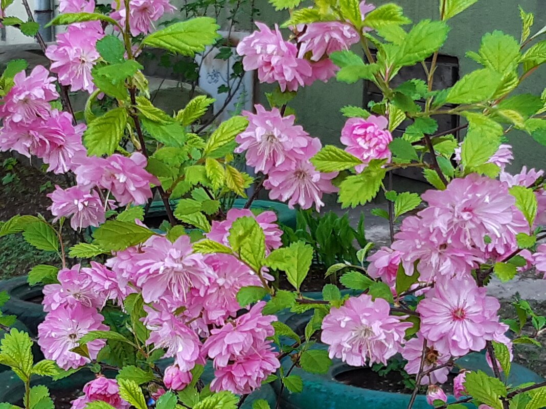 Это было недавно... - Галина Минчук