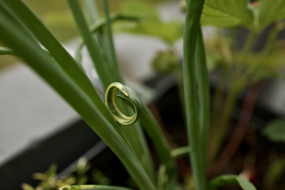 Не такой как все. - Lucy Schneider 