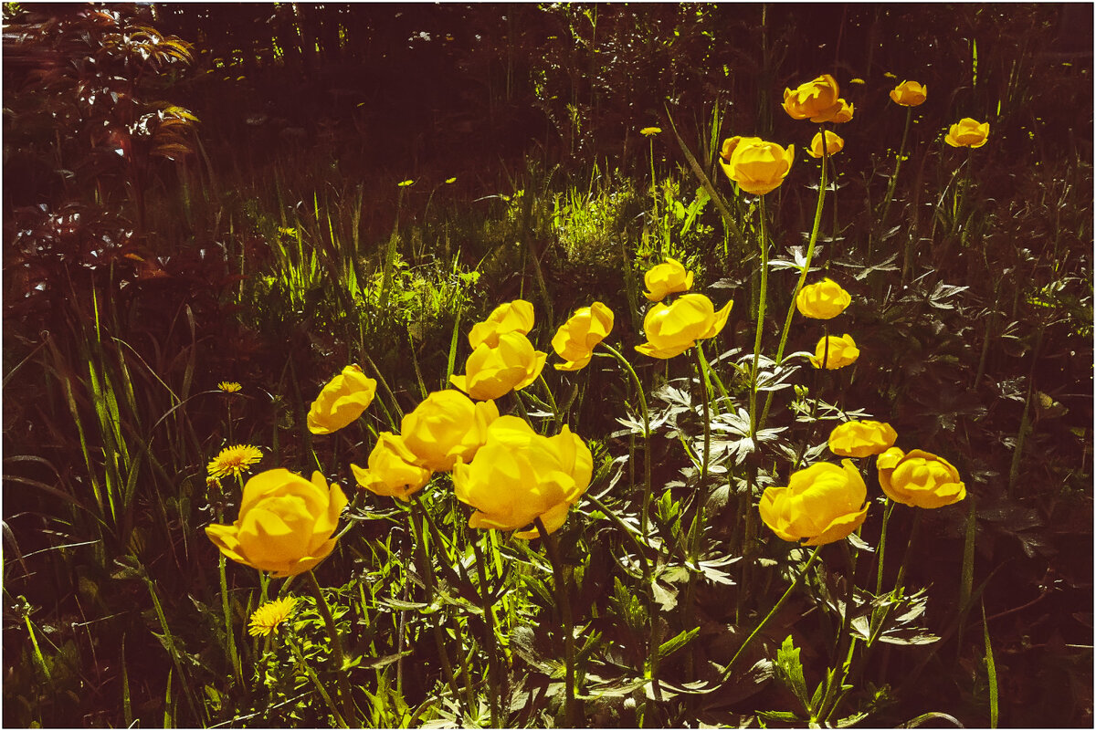 Купальницы ( дачные ) - Валентин Котляров