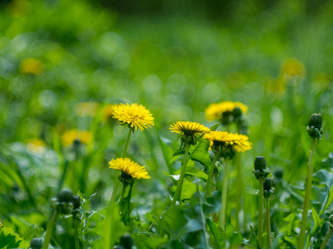 ___ - Yuriy V ___ - Yuriy V