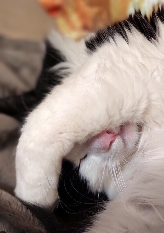 стесняшка - ИРЭН@ .