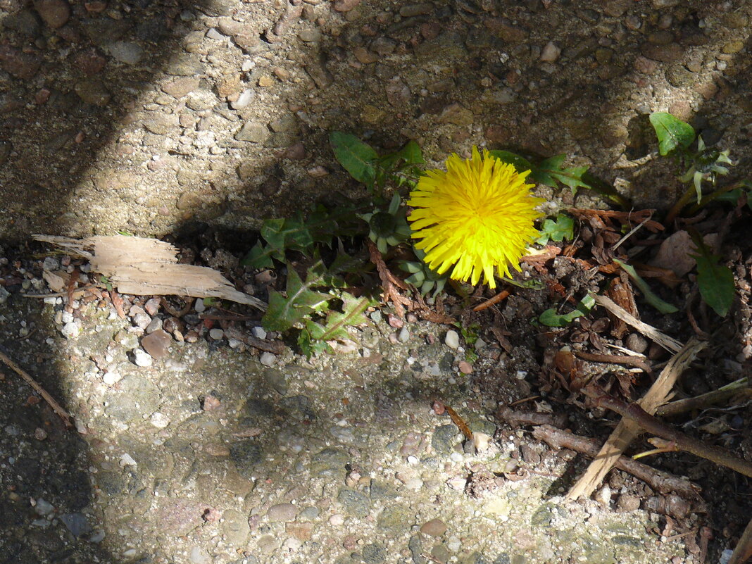 Весенние зарисовки 160 - Алексей Кузнецов Весенние зарисовки 160 - Алексей Кузнецов