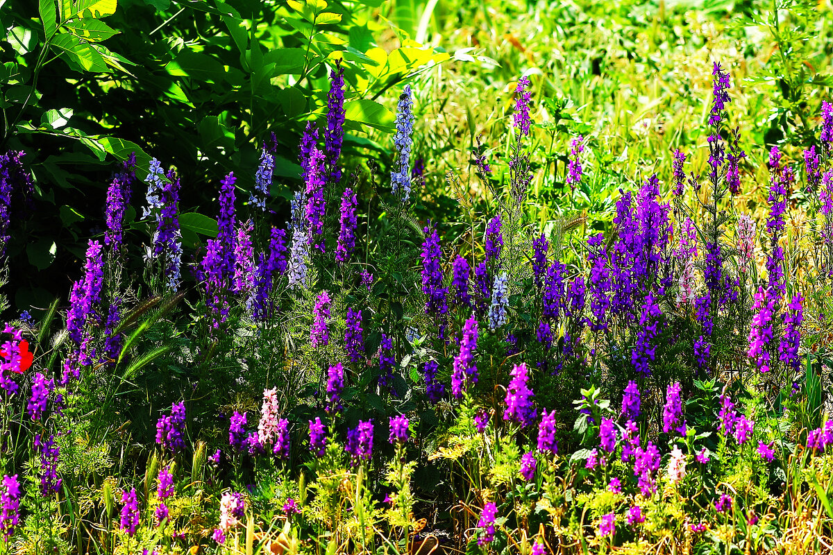 Цветовой ковёр - Юрий Гайворонскiий Цветовой ковёр - Юрий Гайворонскiий