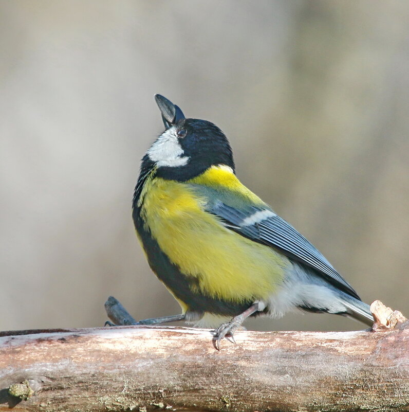 демонстрация удачи ... - Andrey Bragin демонстрация удачи ... - Andrey Bragin