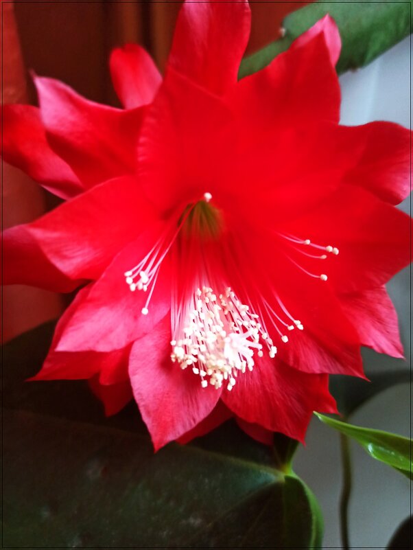 Аленький цветочек - Татьяна Осипова(Deni2048) Аленький цветочек - Татьяна Осипова(Deni2048)