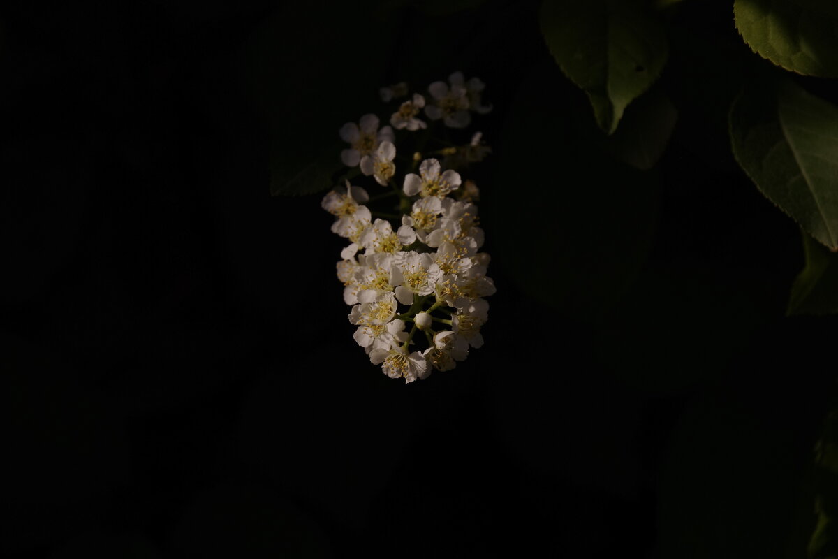 Черемуха - Сергей Швечков