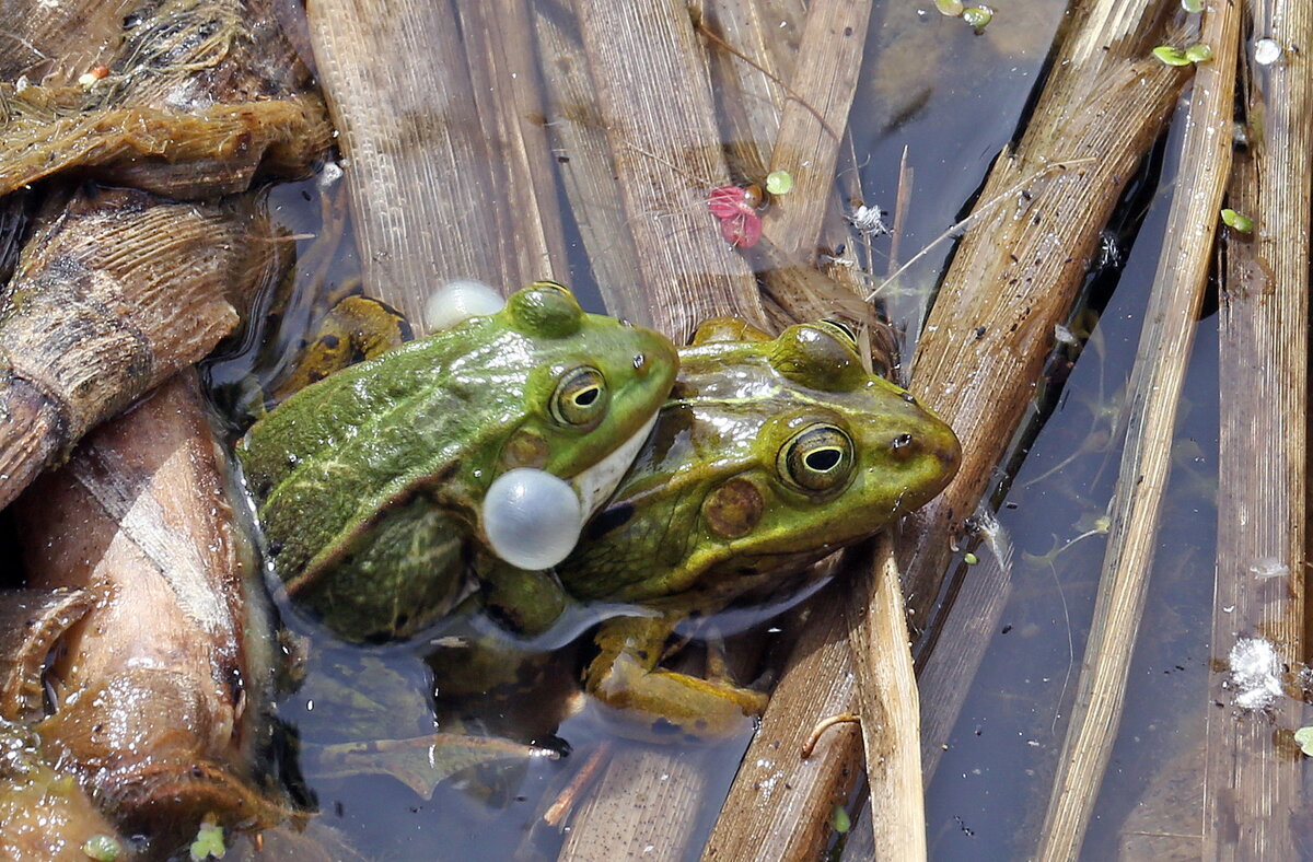 29 мая в Ботсаду МГУ - Михаил Бибичков 29 мая в Ботсаду МГУ - Михаил Бибичков