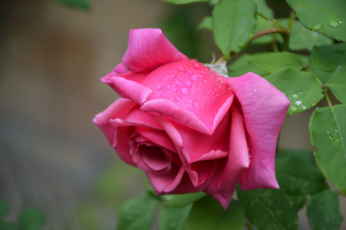 *** - Надежда Куркина *** - Надежда Куркина