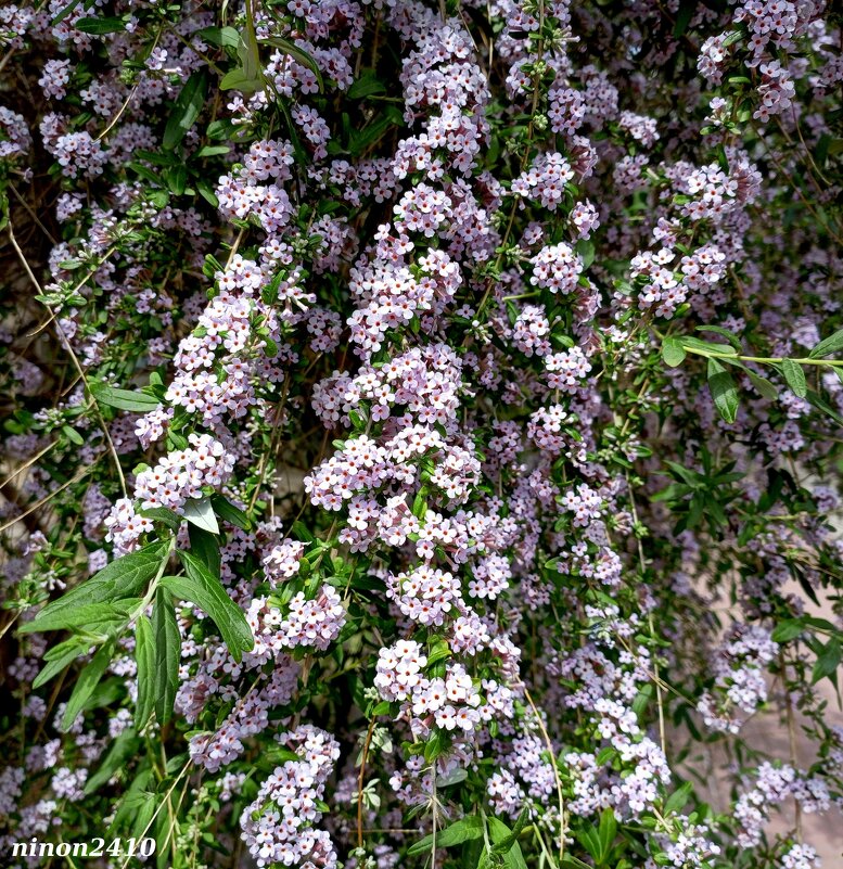 Май - Нина Бутко Май - Нина Бутко