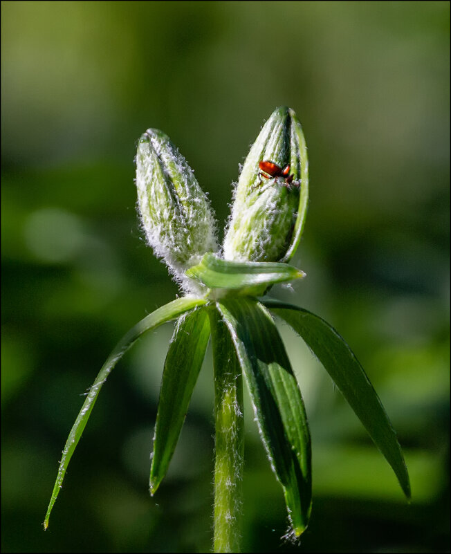 Мелкая живность - Александр Тарноградский