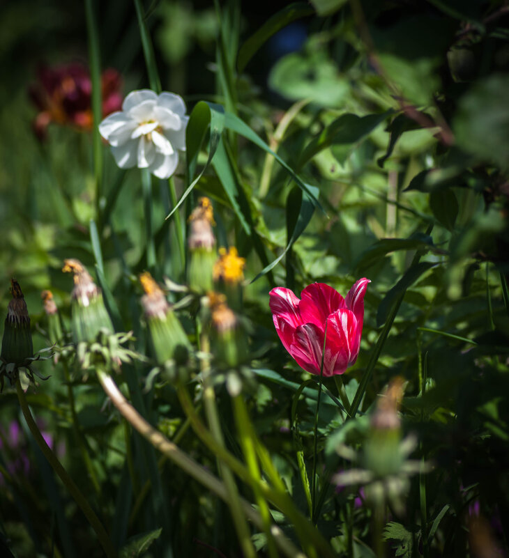 Тюльпан. - Анатолий Нецепляев